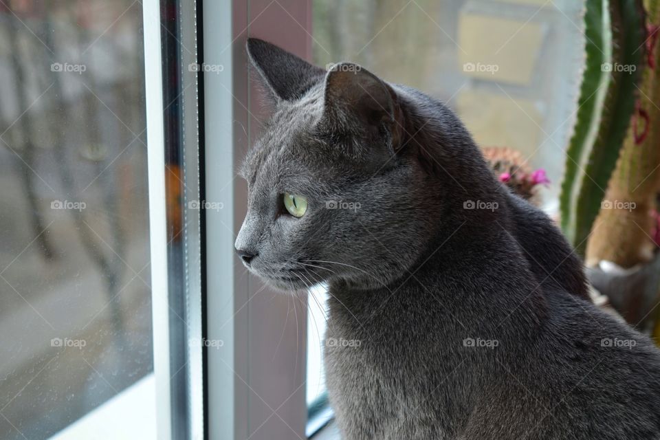 cat portrait looking on a window home