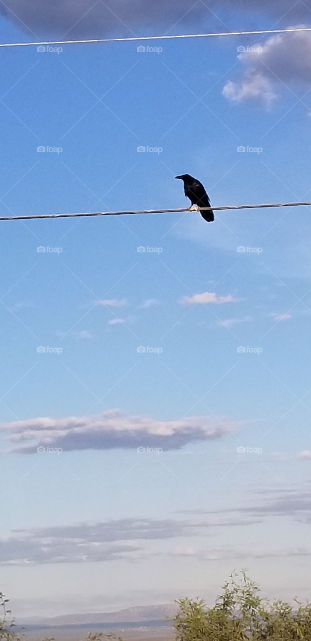 black bird watching from telephone line