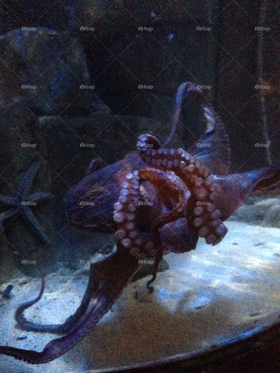 Large octopus in his tank at blue planet aquarium 
