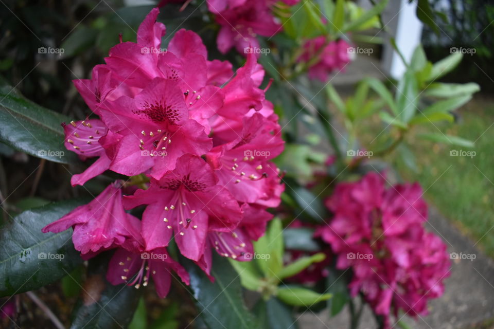 Pink Flower