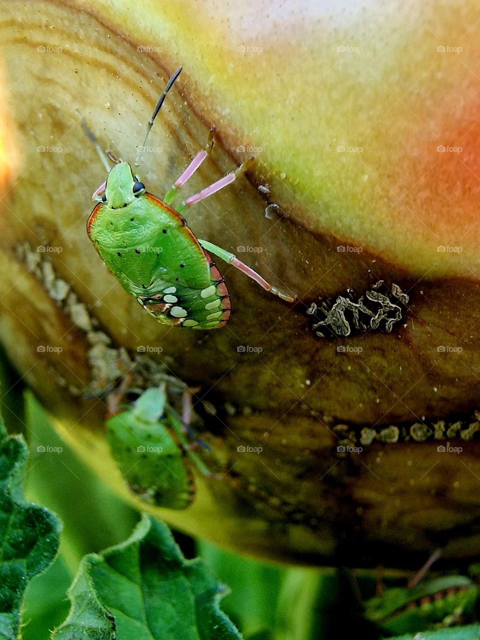 green insects