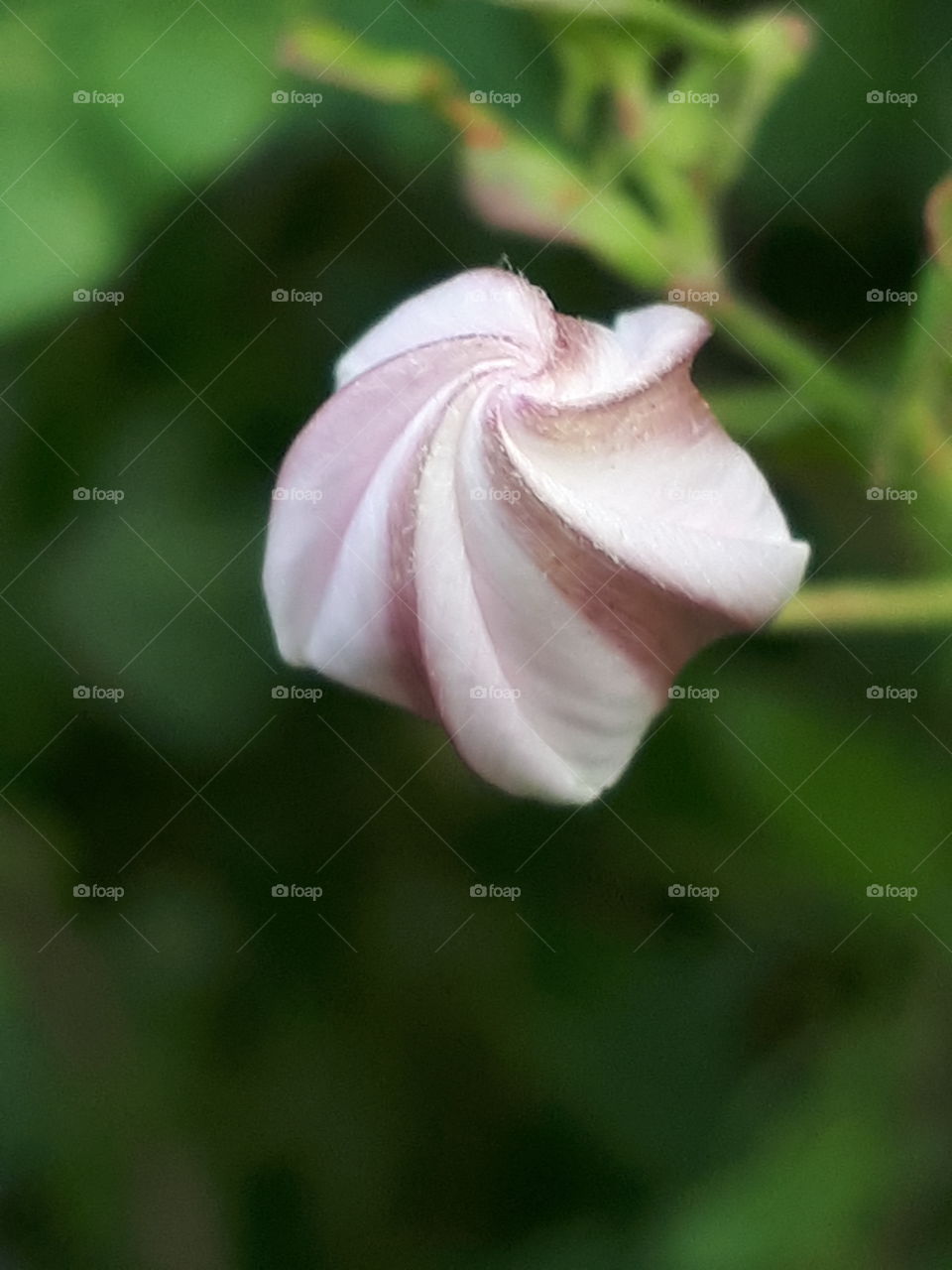 Unusual Flower Bud