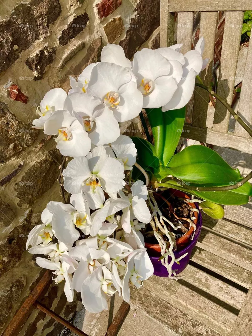 Flowers, bouquet