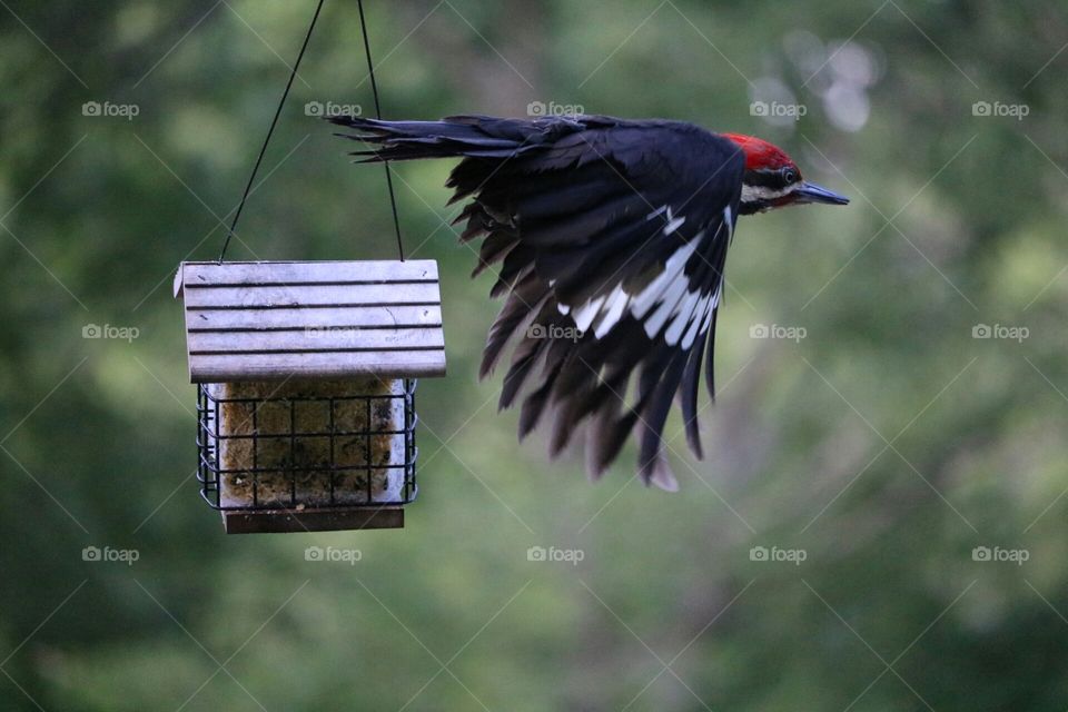 Woodpecker flying away from a birdfeeder