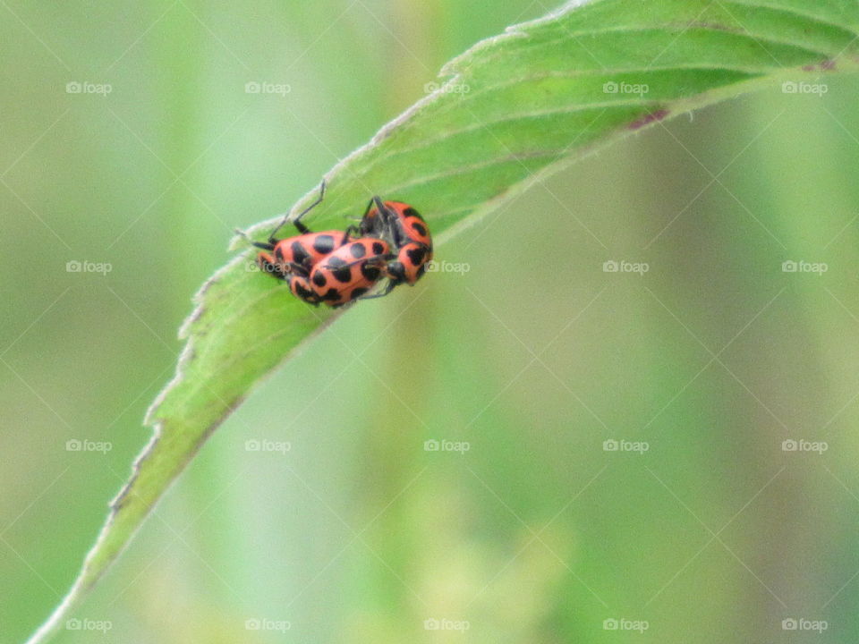 Insect, Nature, Ladybug, Beetle, No Person