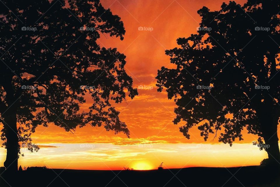 Silhouette of a Tree