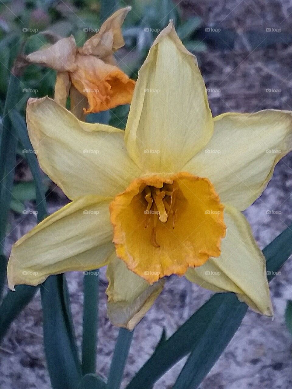 Daffodil In The Spring