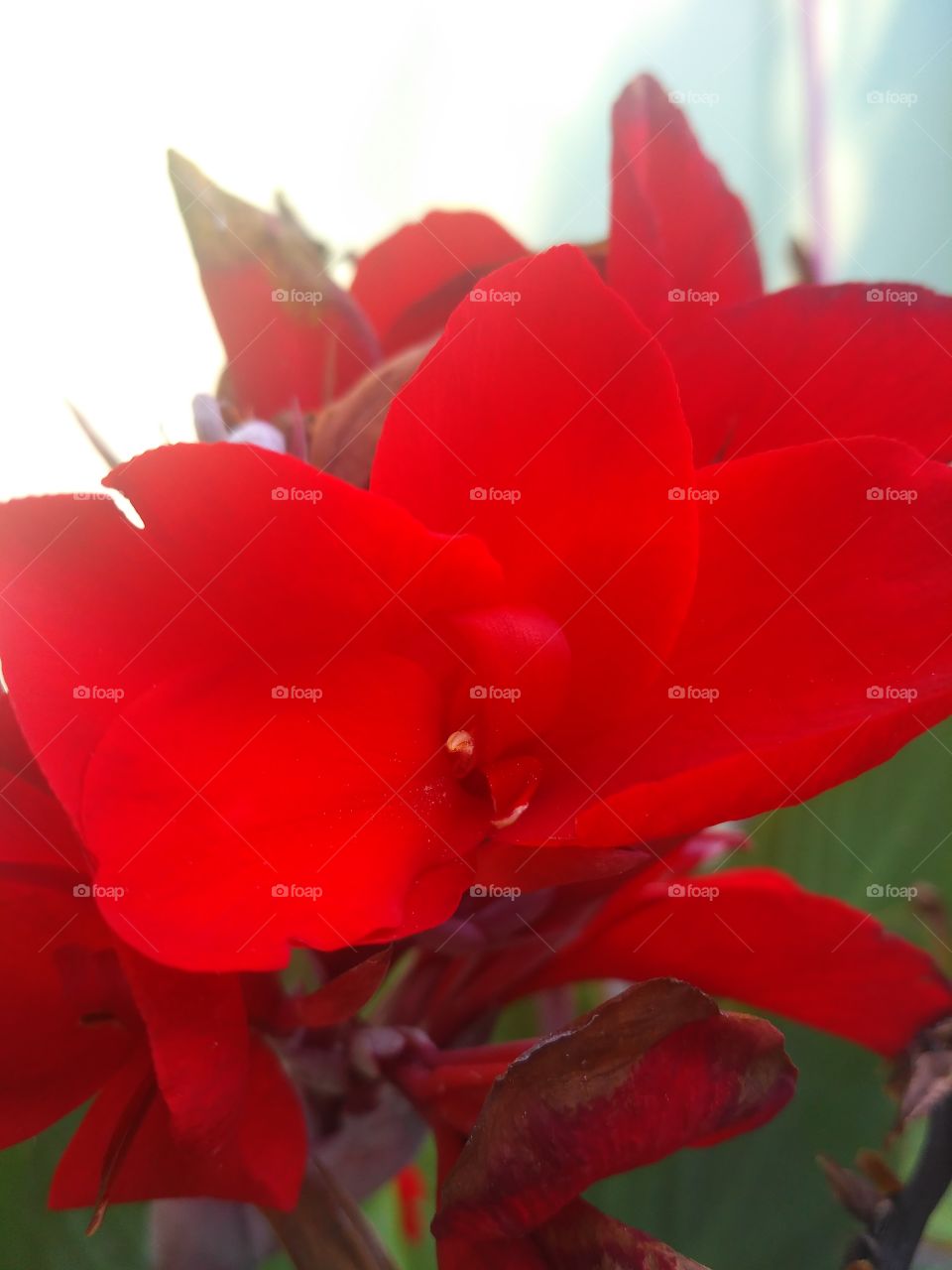 red petal flora