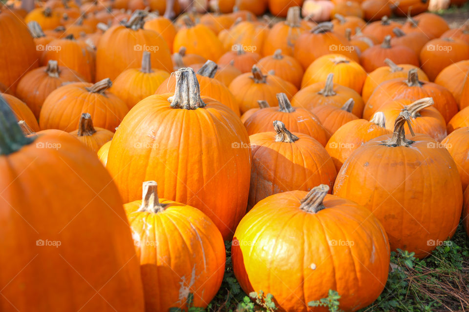 Pumpkins