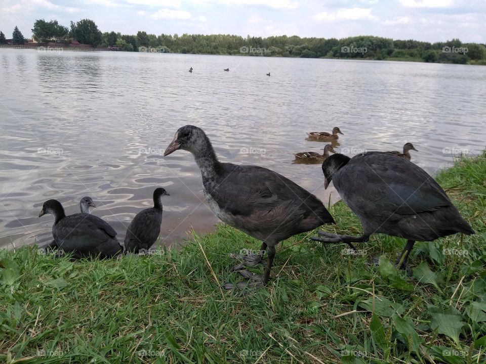 urban birds black 🖤 ducks family on a city lake shore