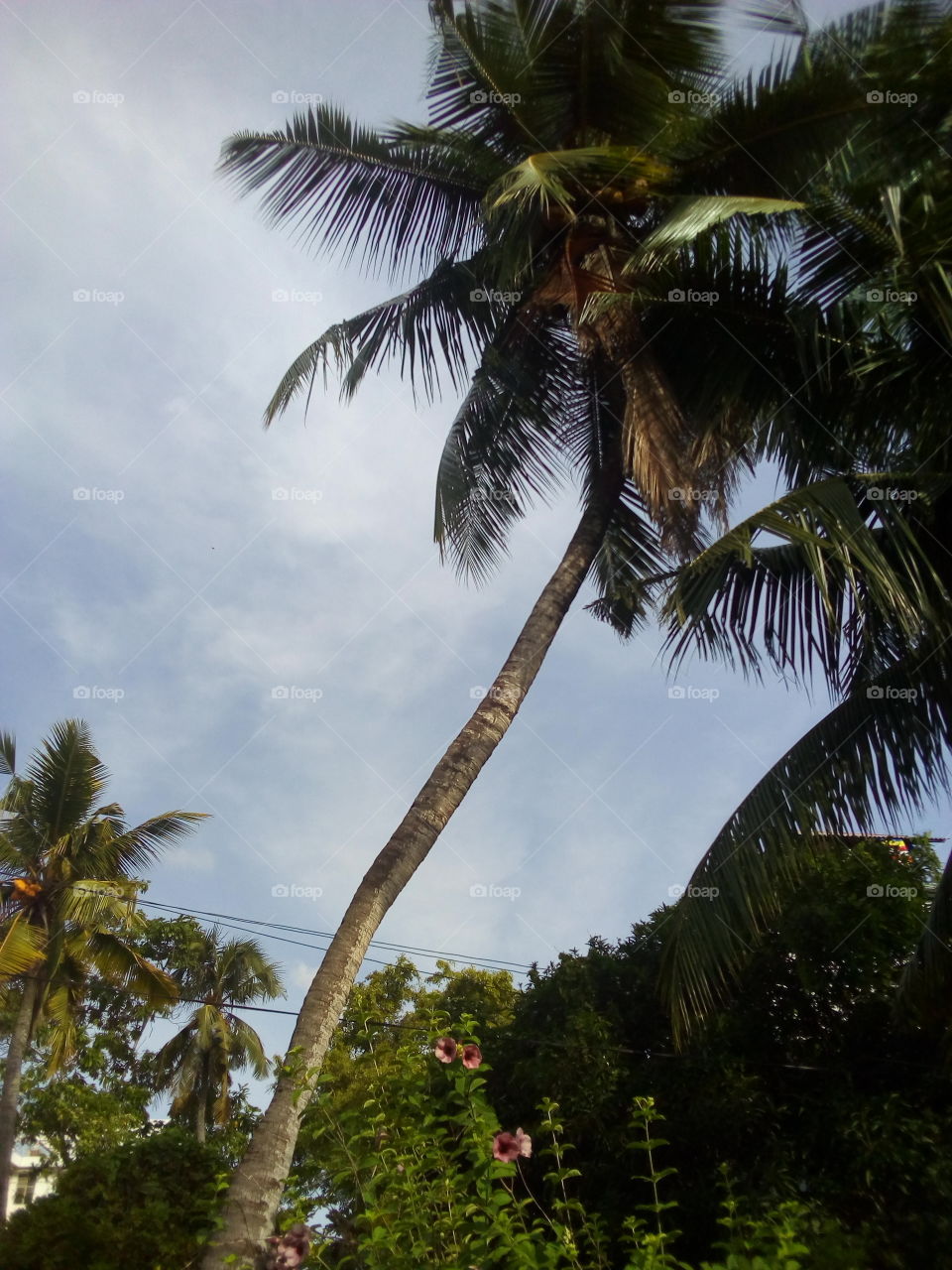 Coconut tree