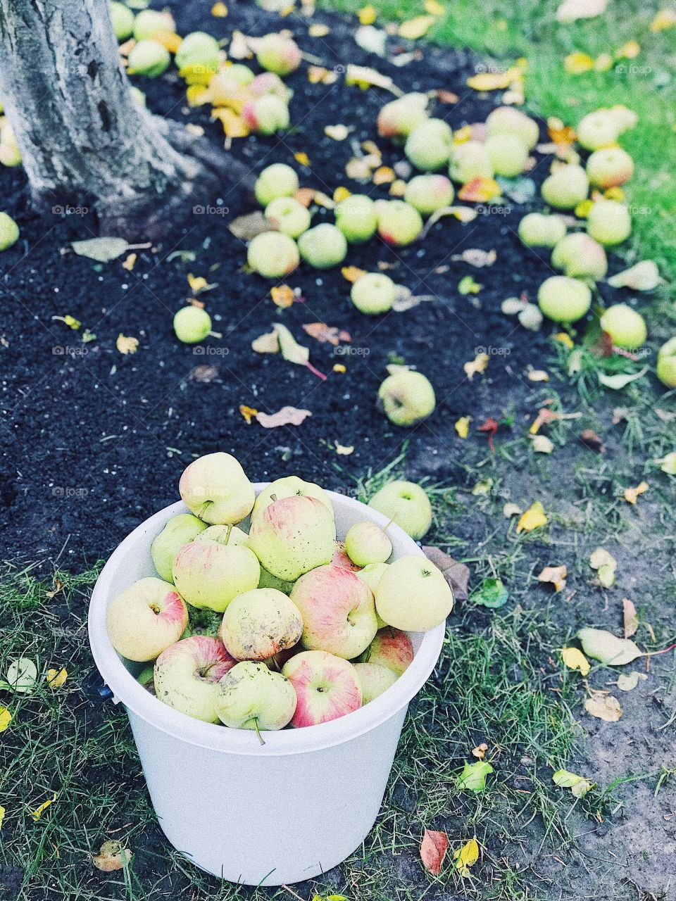 Apple fruits in the basket in autumn garden 