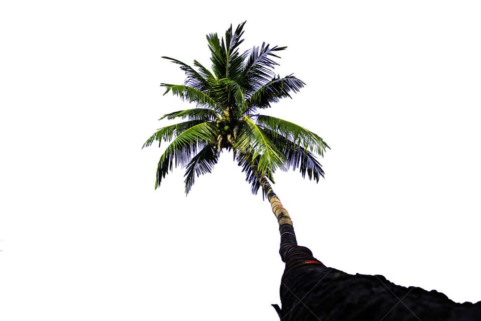 Isolated coconut trees on a white background with clipping path.