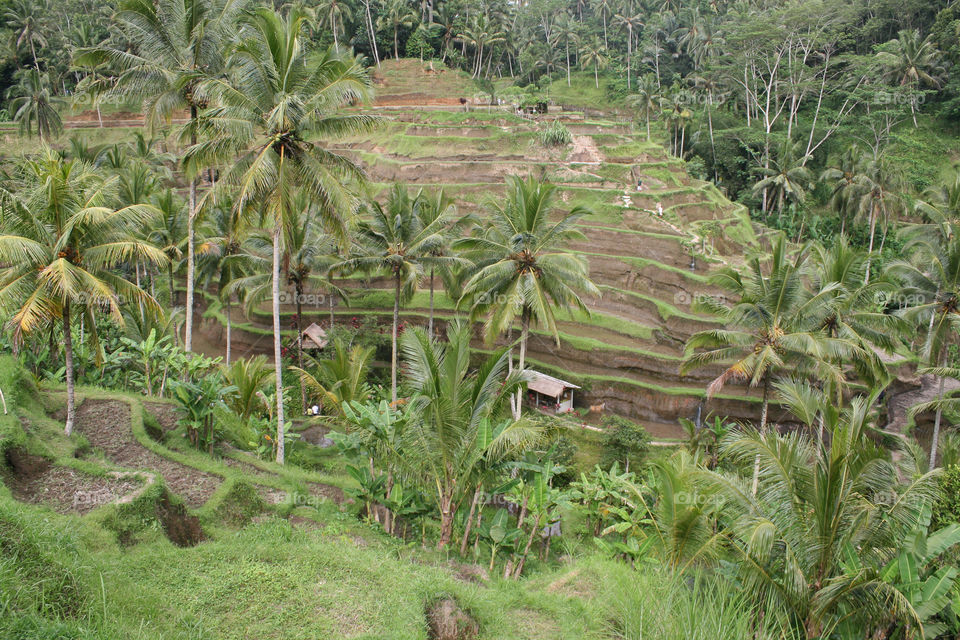 Bali rice fields