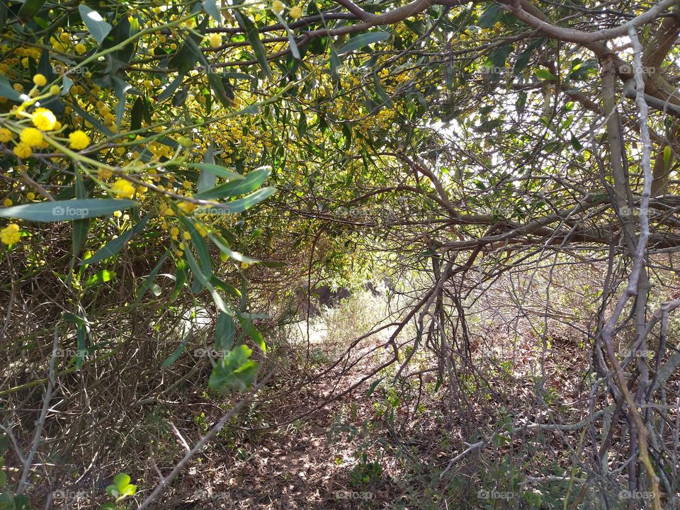 passage between trees