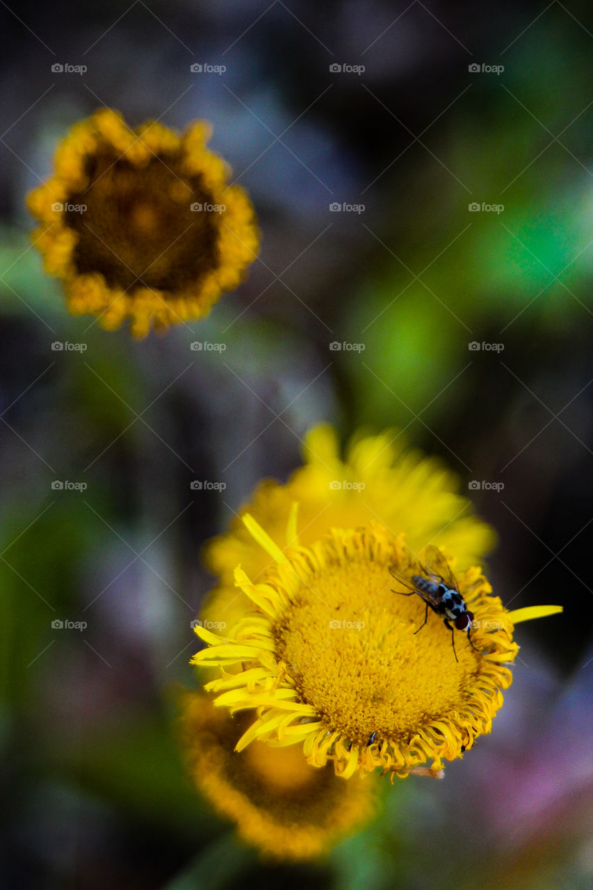 Yellow flower