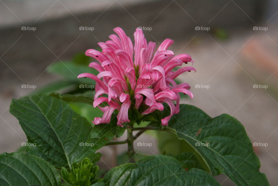 Flor exótica