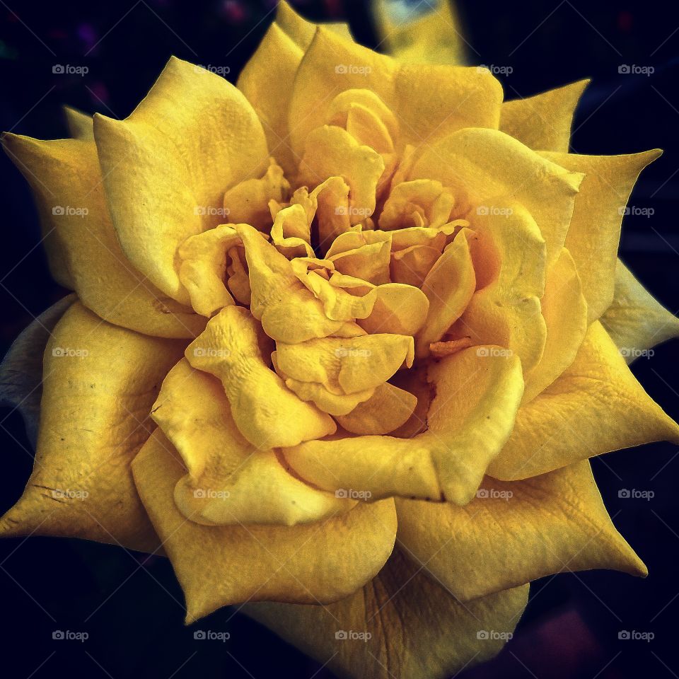 A detailed closeup of a beautiful yellow flower