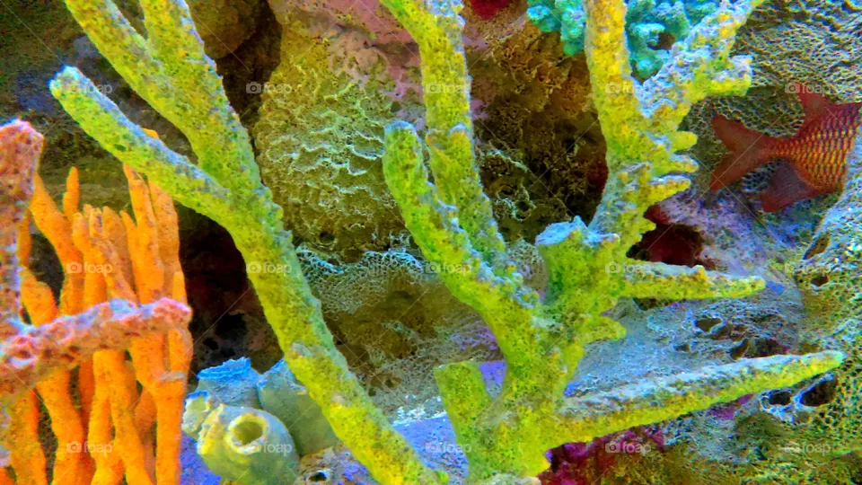 Coral