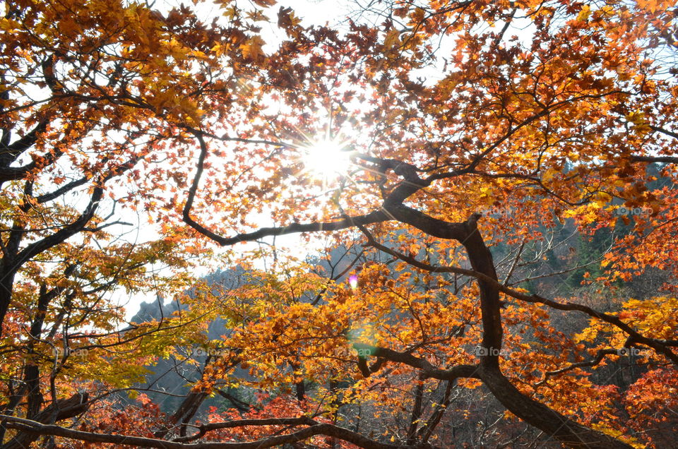 sunlight at autumn