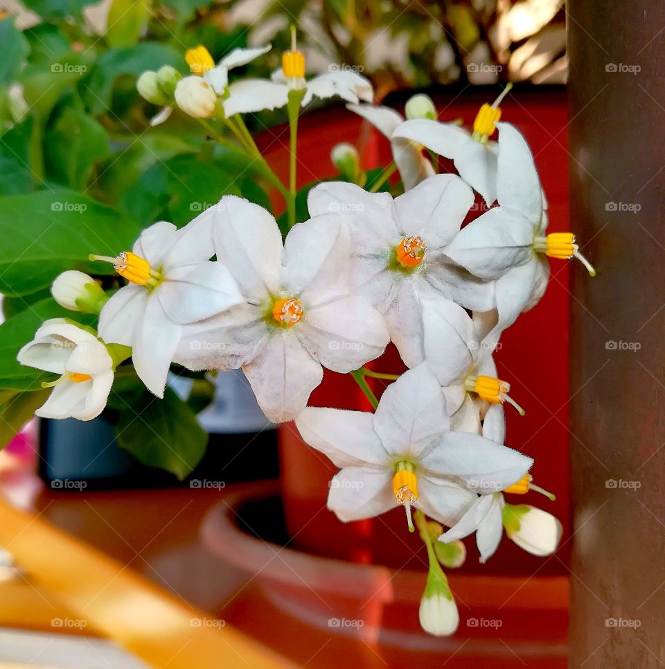 September flowering (jasmine)