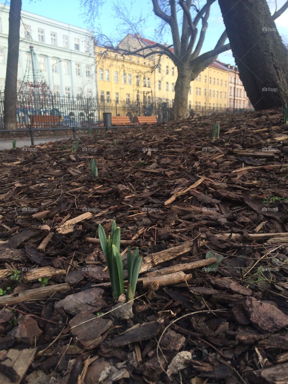 Spring buds