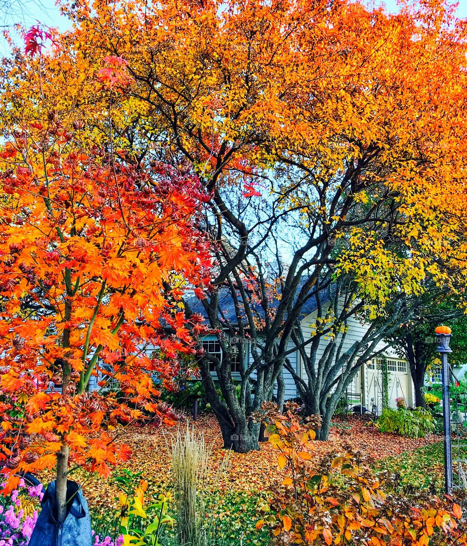 Master Gardener's backyard
... I can only envy... 
