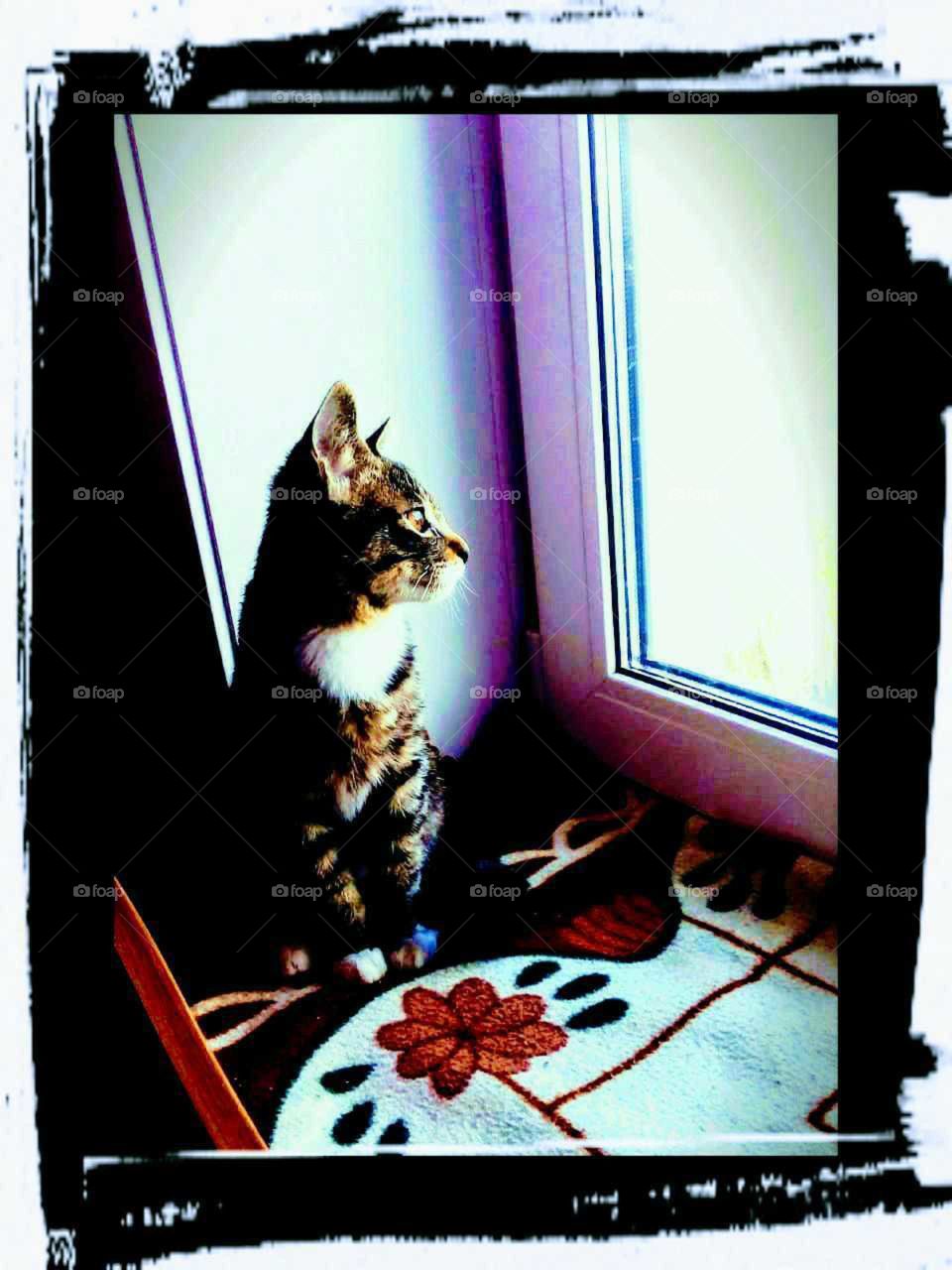 Cat and window