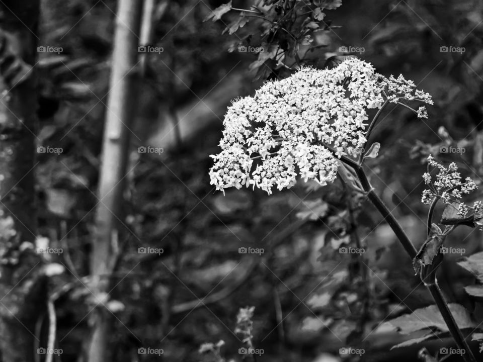 White flower in the forest