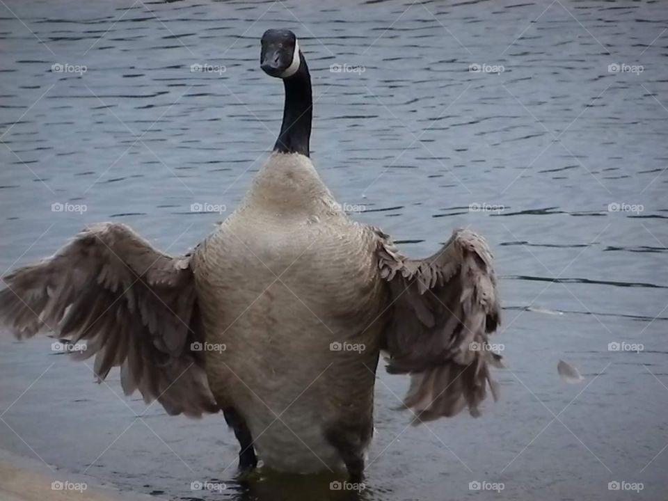the goose