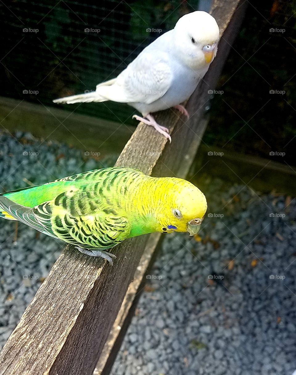 Two birds resting for a moment in The Aviary part of Rooers Safari in Virginia