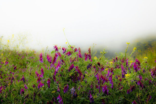 Wildflowe