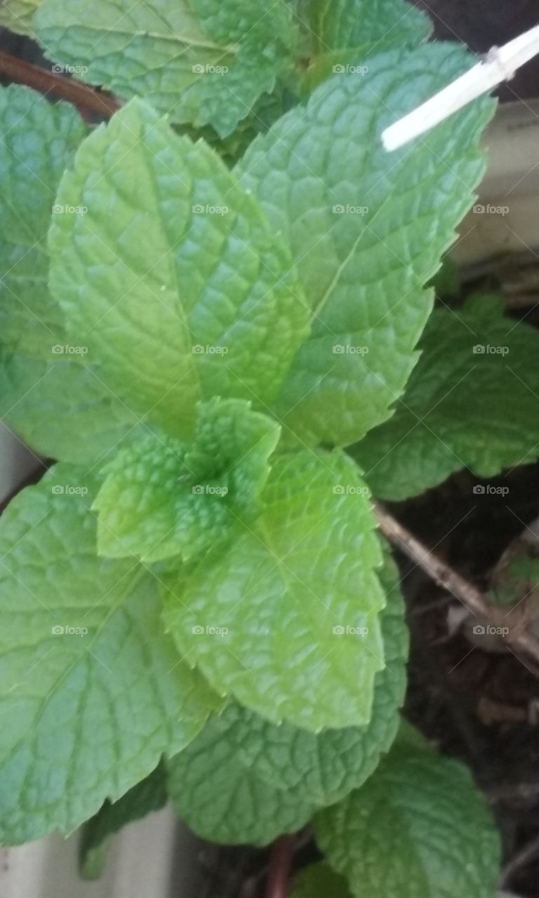 Peppermint Leaf. New peppermint coming up.