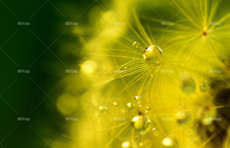 Morning dew on dandelion