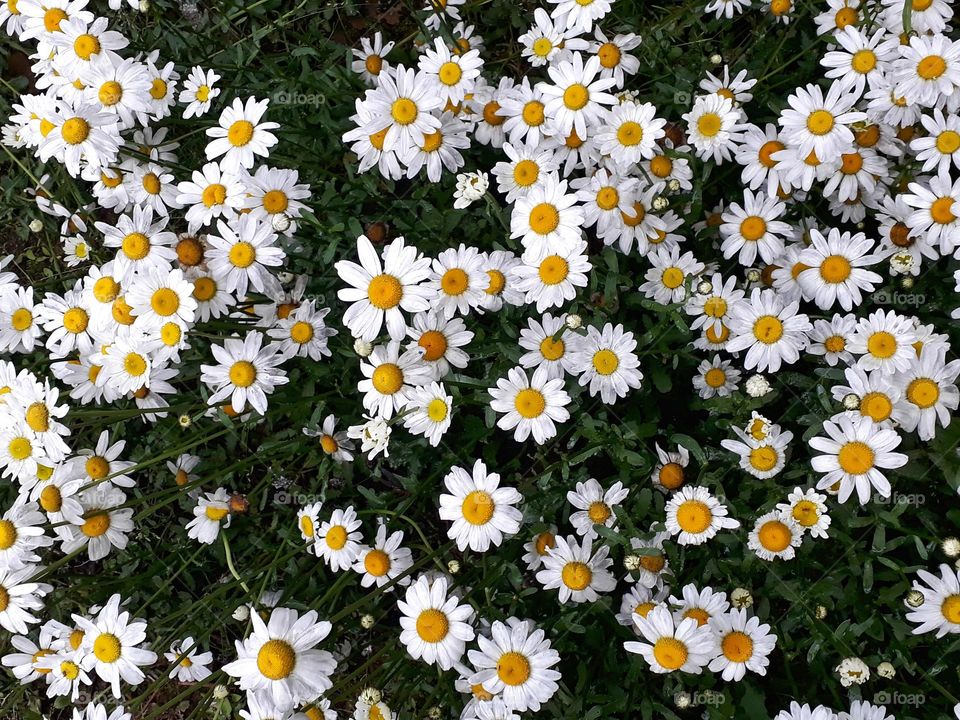 Daisy's in full bloom