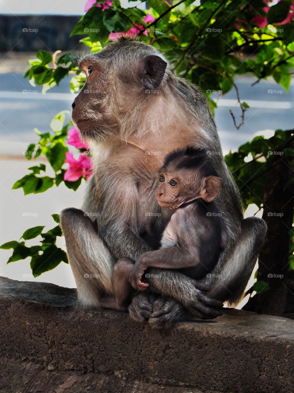 Macaque monkey mother and baby 