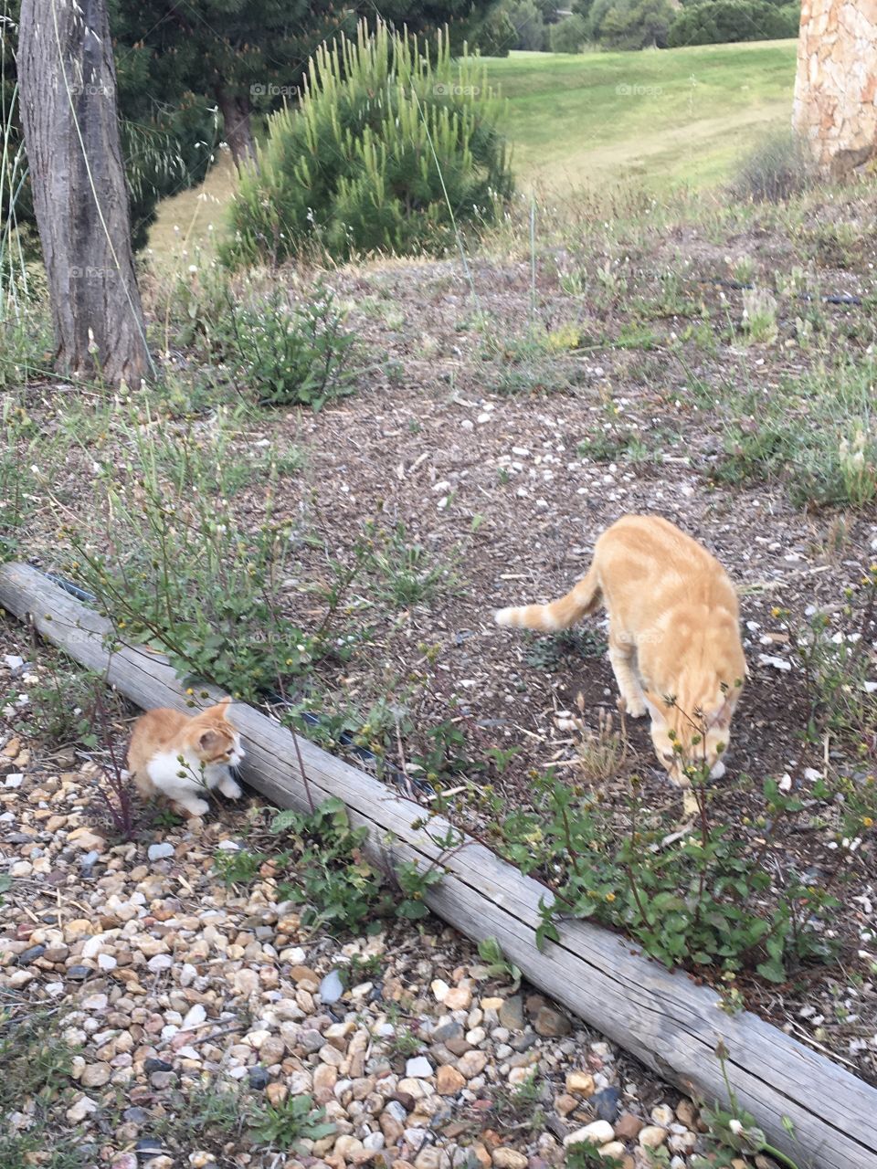 Mother cat walking with baby