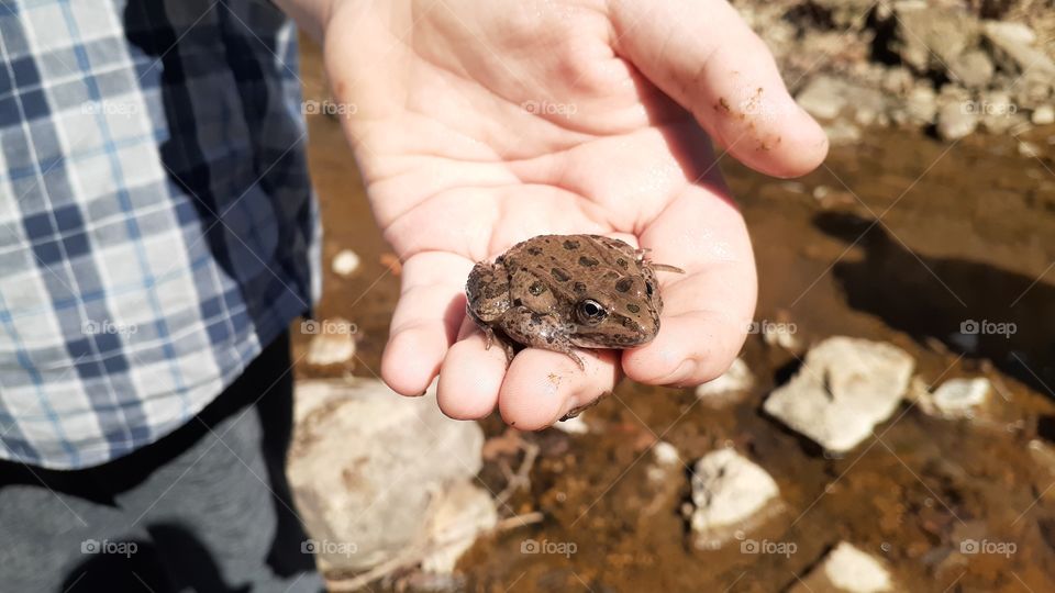 Little Leopard Frog