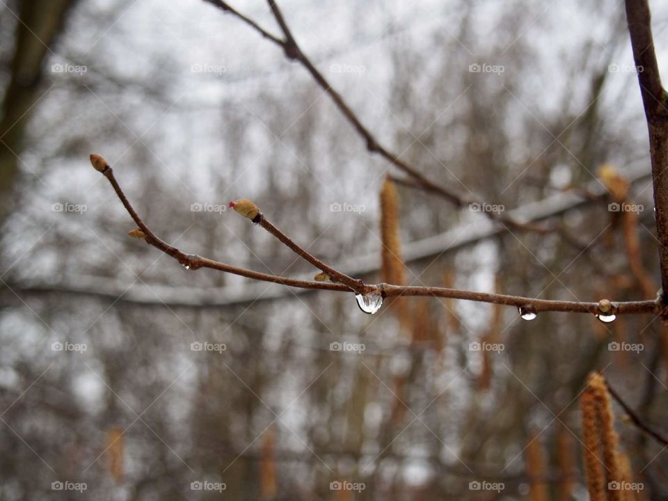 do you see a hazel flower? that red fluff on the bud? ☺️