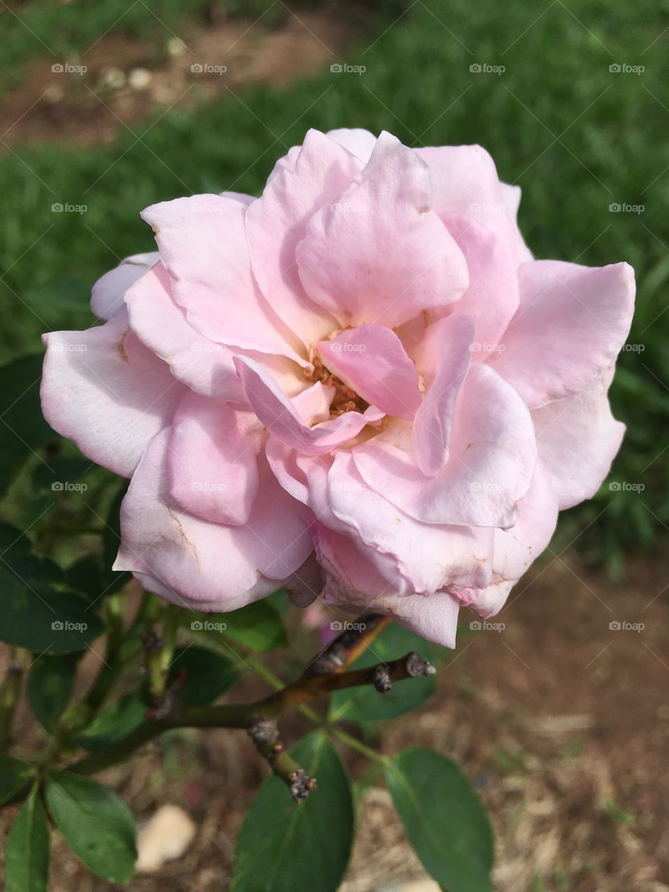 🌼#Flores do nosso #jardim, para alegrar e embelezar nosso dia!
#Jardinagem é nosso #hobby. 
🌹
#flor #flowers #flower #pétalas #garden #natureza #nature #flora #photography 
#fotografia