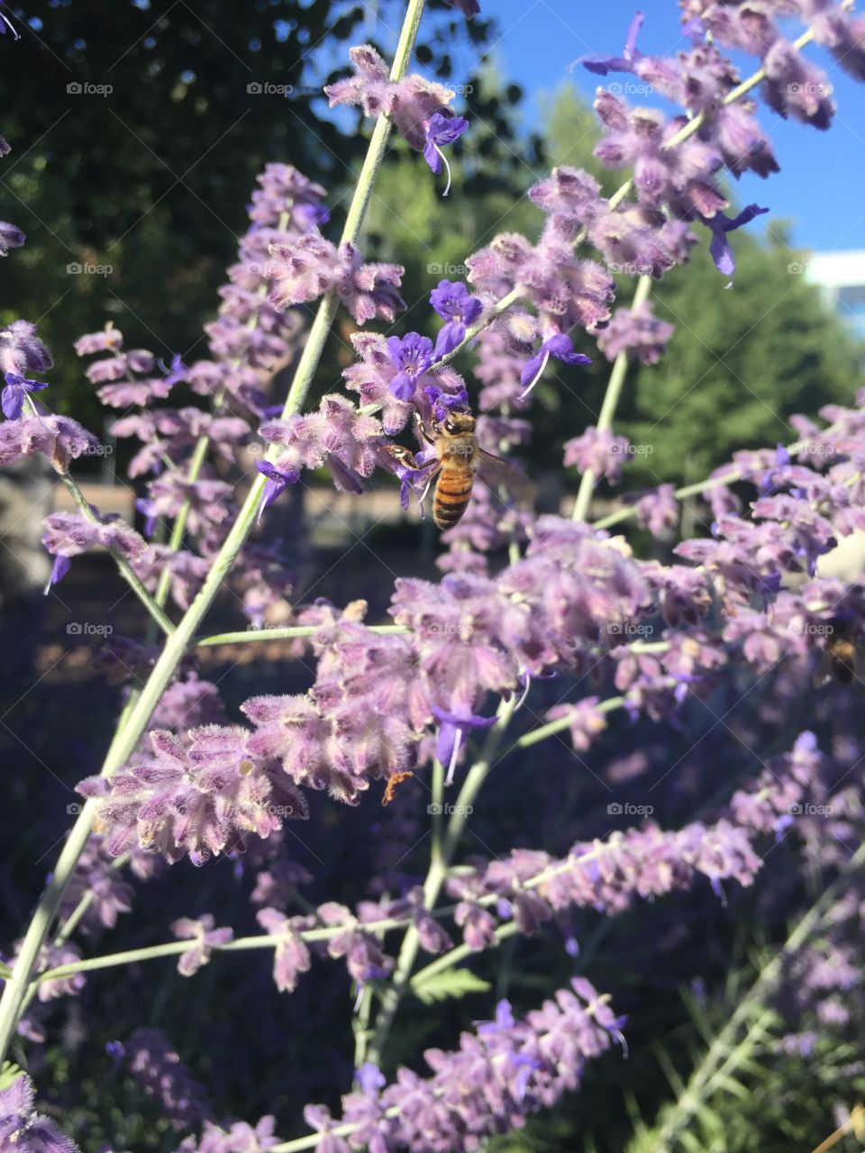 Flower, Flora, Lavender (Flower), Garden, Nature