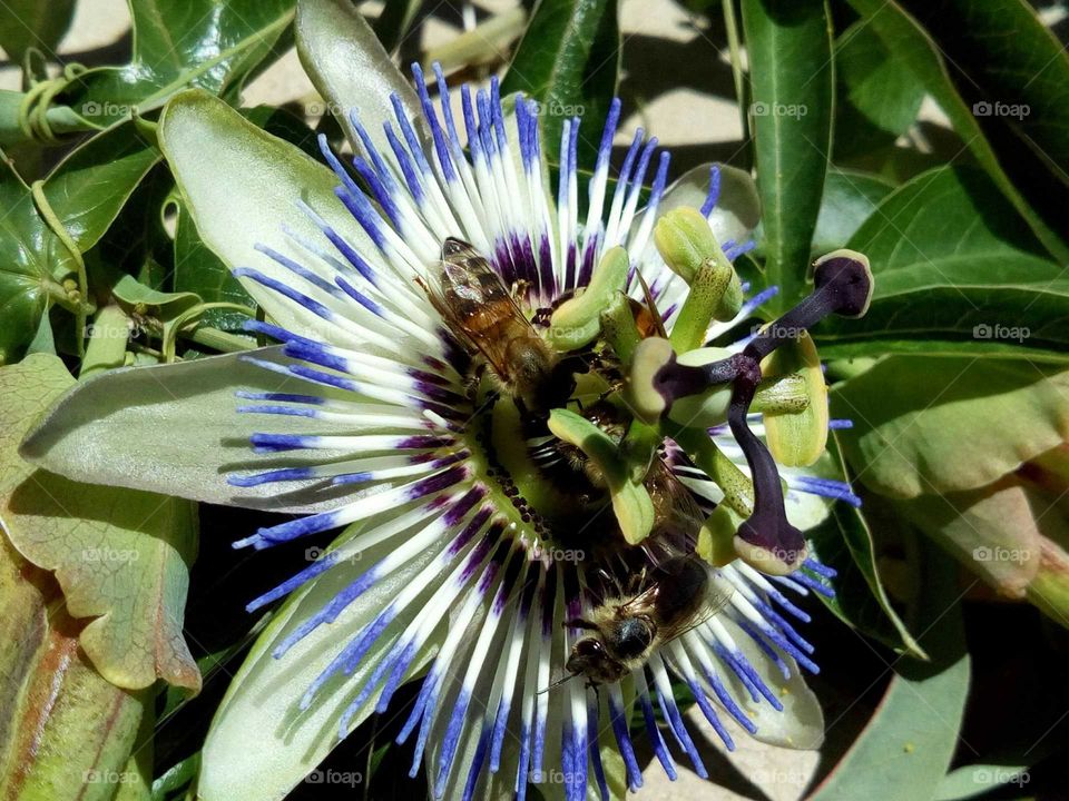 flower with bees
