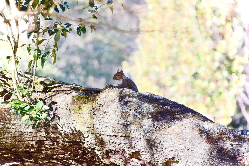 Squirrel in nature