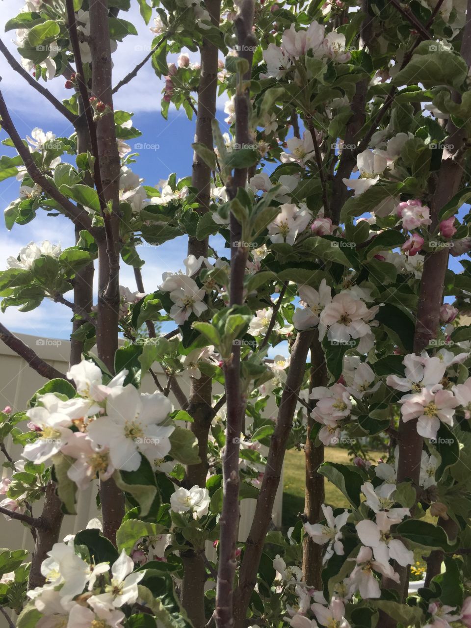 Blooming apple tree. Closeup.