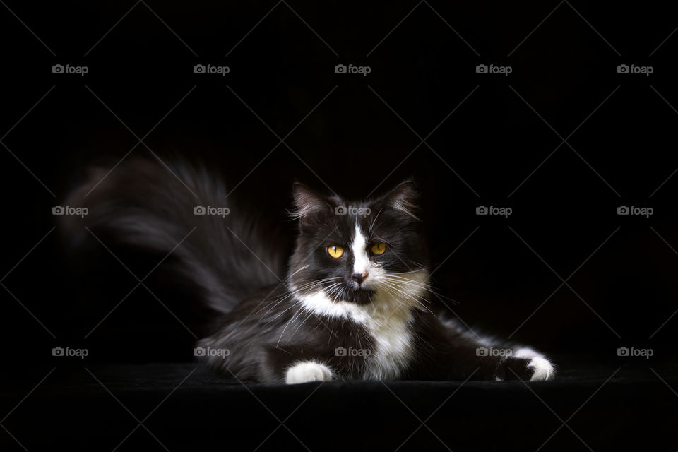 Siberian bicolor cat on black background 