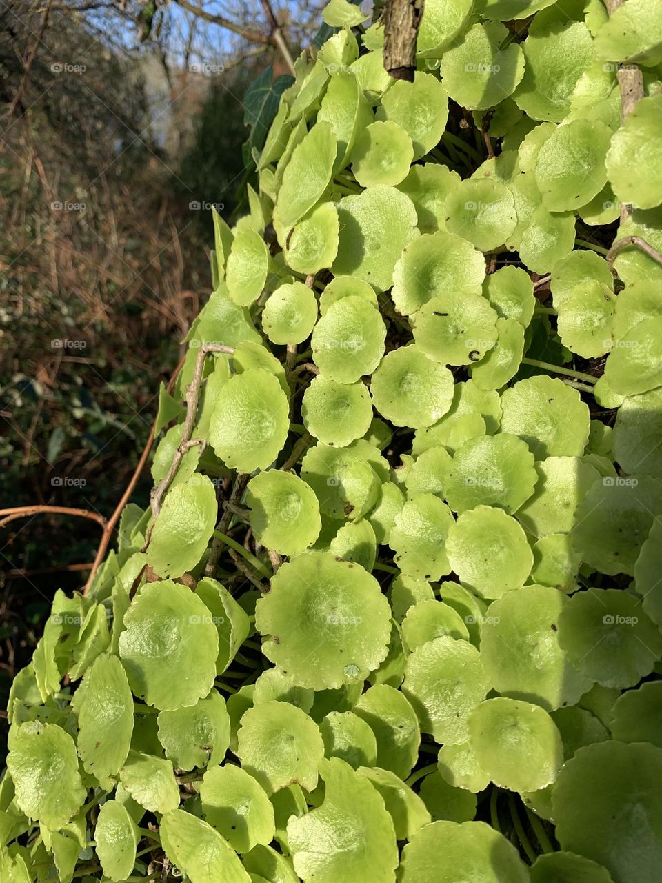 Photo of the Year: Plants