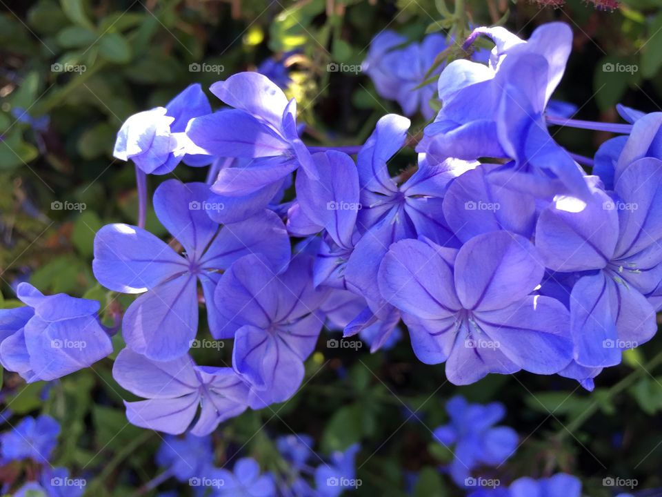 Purple flower bunched . 
 Purple flower bunched, Plumbago, long stalked flowers

