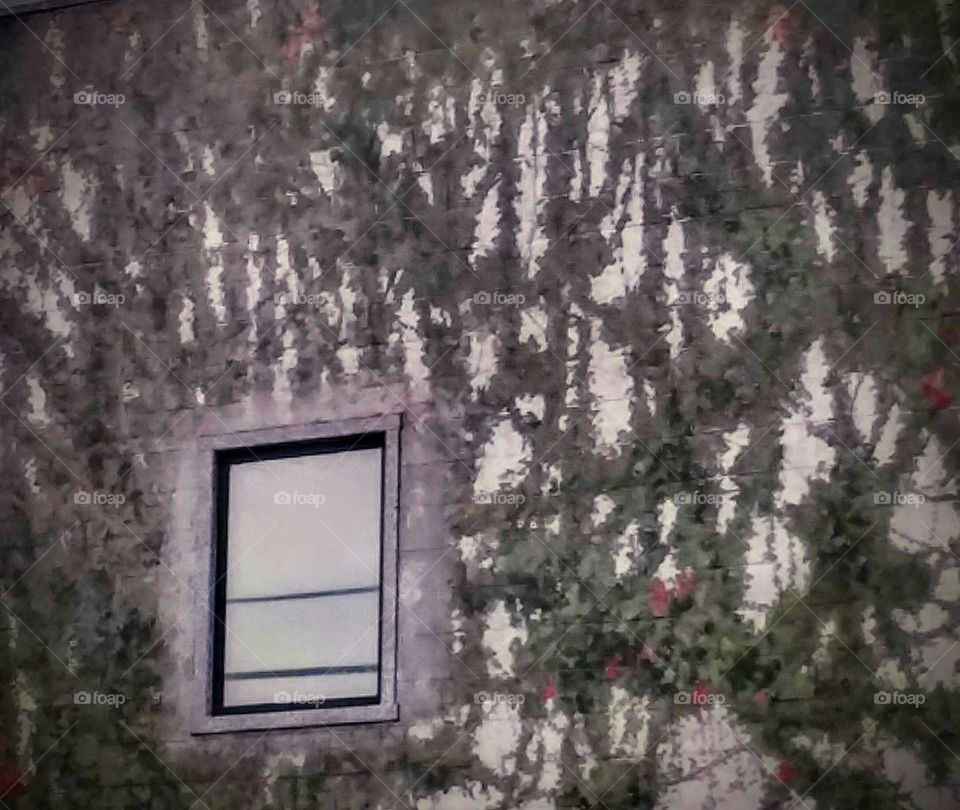 Ivy Growing Up and Around Window  of Home