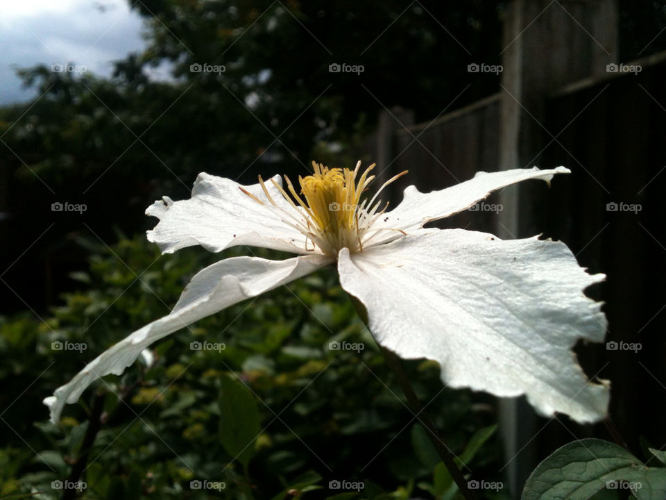 garden flower white summer by gregmanchester