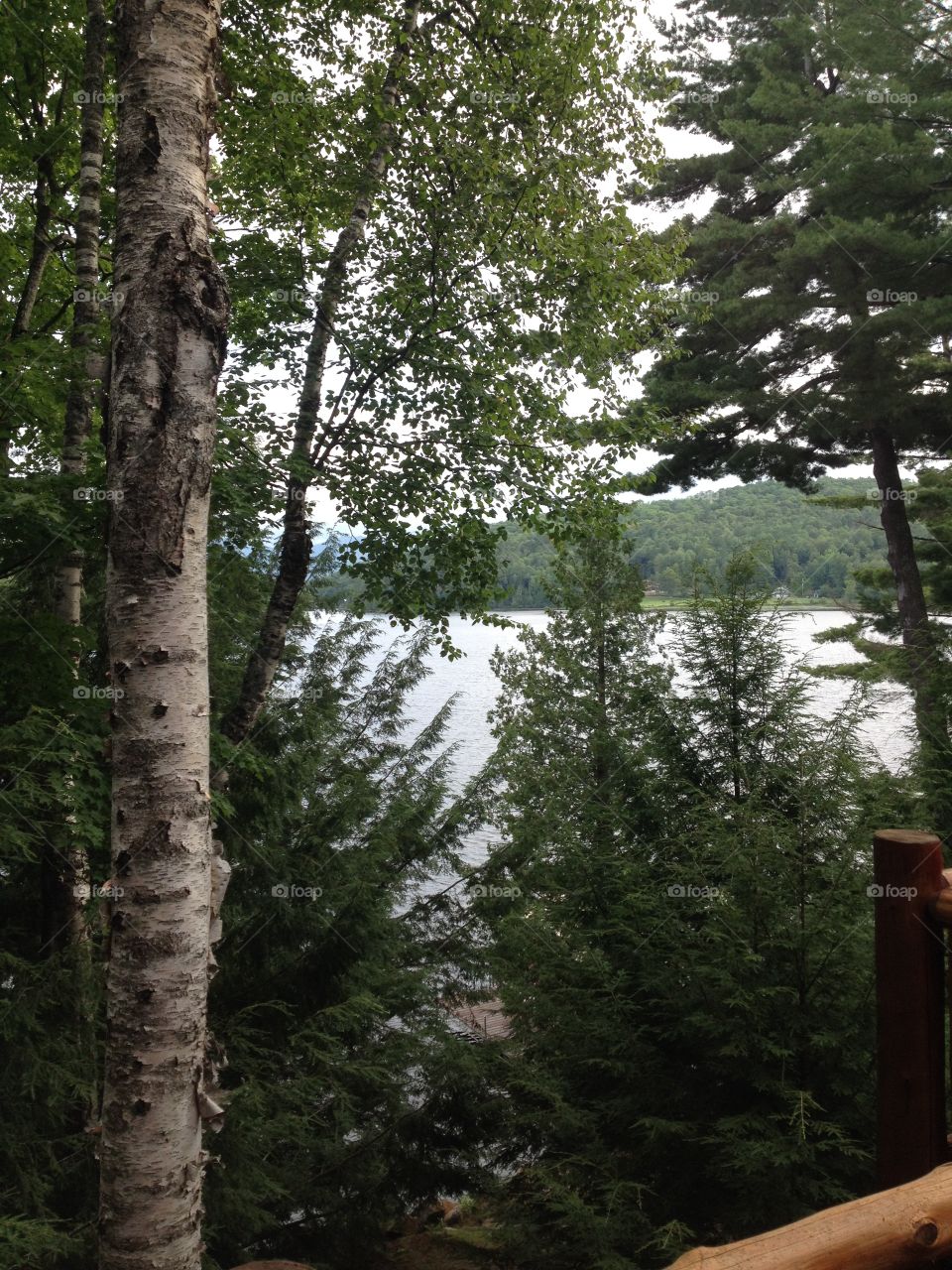 Lake view with birch tree
